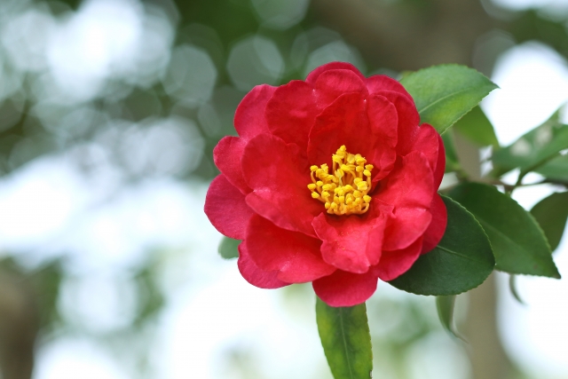 寒椿 カンツバキ の花言葉 花名の由来や品種 おすすめの贈り物 幸せスマイル生活