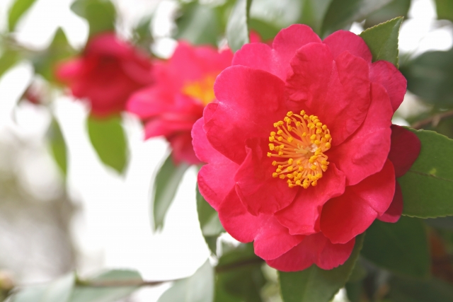 寒椿 カンツバキ の花言葉 花名の由来や品種 おすすめの贈り物 幸せスマイル生活