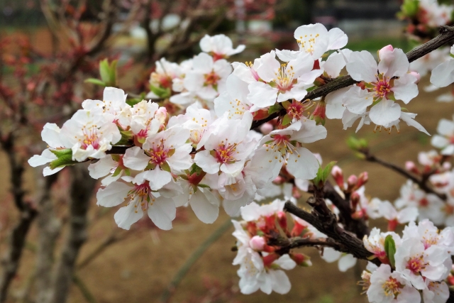 ユスラウメ 梅桃 山桜桃梅 の花言葉や由来 誕生花 幸せスマイル生活